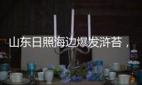 山东日照海边爆发浒苔�，游客称有恶臭味，当地回应正组织打捞，专家解读影响和治理