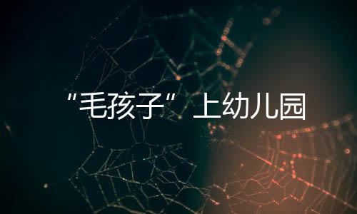 毛孩子贵宾犬警惕性非常强