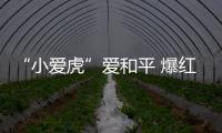 快排公司十年历程，霸屏兔 seo 的崛起与坚守
