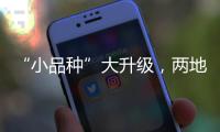 快排公司十年历程，霸屏兔 seo 的崛起与坚守