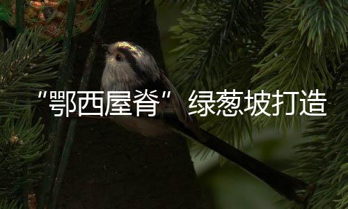 山运兴建绿葱坡滑雪场