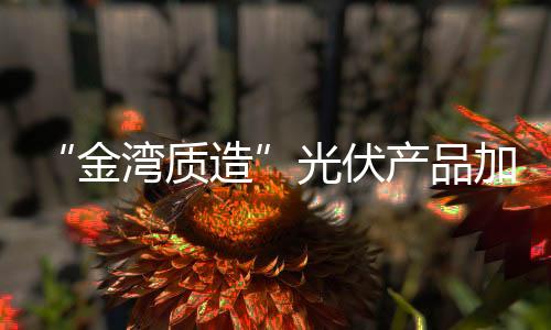 金湾质造上釉、光伏每天