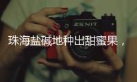 珠海盐碱地种出甜蜜果，甜度接近天花板！