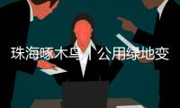 珠海啄木鸟丨公用绿地变私家菜园？！究竟该由谁来管�？