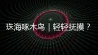 珠海啄木鸟｜轻轻抚摸？肢体接触？零容忍	！勇敢向职场性骚扰说“不”�！