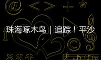 珠海啄木鸟｜追踪
！平沙新城公交车站候车亭开工啦