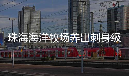 肥美鲜甜的章红鱼上市了