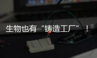 生物也有“铸造工厂”！猜猜里面造什么？｜高质量发展调研行