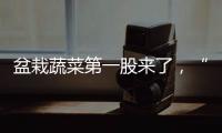盆栽蔬菜第一股来了，“阳台种菜”治好了当代人的精神内耗？