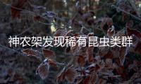 神农架发现稀有昆虫类群，在中国首次记录，全球已知仅5种