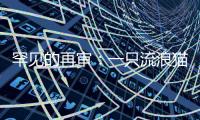 罕见的再审：一只流浪猫与24万元赔偿
