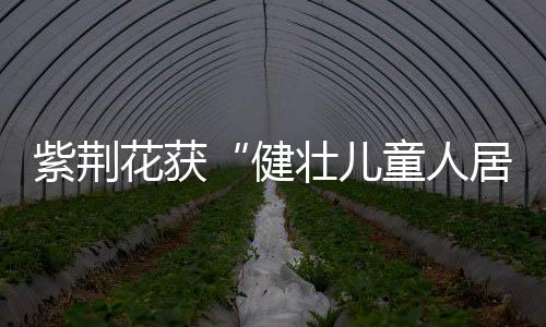 便是紫荆最好的印证