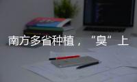 南方多省种植，“臭”上热搜的石楠花怎么成为了城市绿化的“性价比之王”？丨硬核唠科