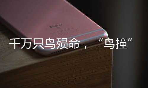 人造光线会使鸟类失去方向感