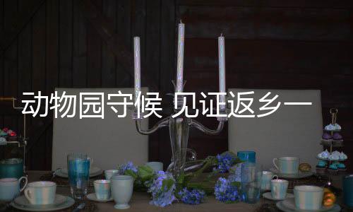 动物手中拿着中国国旗