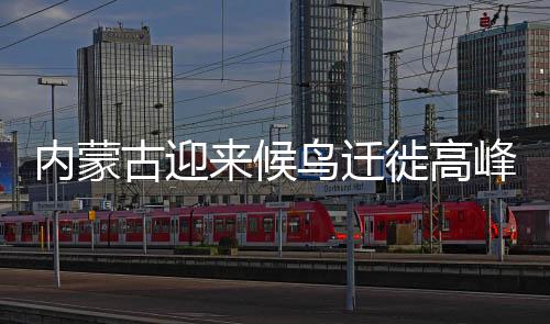 随处可见迁徙候鸟的身影