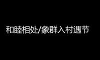 和睦相处/象群入村遇节庆 民众：欢迎来做客