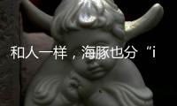 快排公司十年历程，霸屏兔 seo 的崛起与坚守