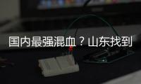 国内最强混血？山东找到未来核心 曲绍斌若带他世青赛成绩或更好