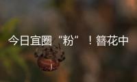 今日宜圈“粉”	！簪花中华白海豚亮相
