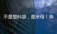 不是塑料袋，是水母！珠海海滩有水母出没 提醒：有毒
！别碰！
