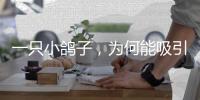 一只小鸽子，为何能吸引14家知名媒体集中探访？