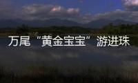 快排公司十年历程，霸屏兔 seo 的崛起与坚守