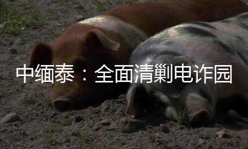 中缅诈园诈人今年以来