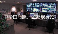 快排公司十年历程，霸屏兔 seo 的崛起与坚守