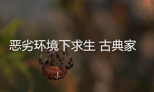 以求达到量上的品牌突破