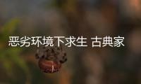 恶劣环境下求生 古典家具企业需要品牌	
、定位和创新