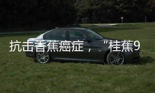 桂蕉9号125亩的抗击香蕉地里