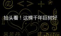 抬头看	！这棵千年巨树好高