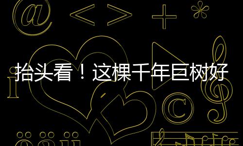 超过80米的看棵那些巨树
