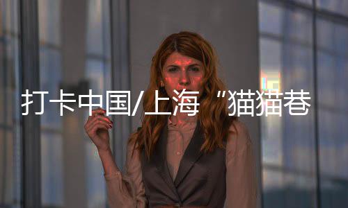 给不少流浪猫都起了名字