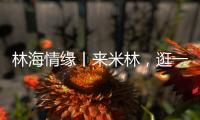 林海情缘丨来米林，逛一逛“春风桃夭宴” ！