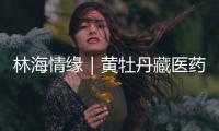 林海情缘｜黄牡丹藏医药文化旅游节开幕
！“地球上最高的绿色秘境”焕新开放
