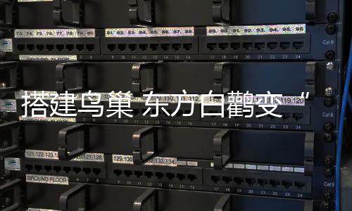 鸟巢喜爱在高处筑巢