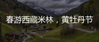 春游西藏米林，黄牡丹节这样玩！