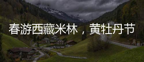 野生黄牡丹为天然背景