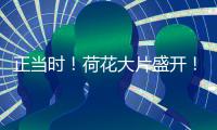 正当时！荷花大片盛开�！就在珠海这里→