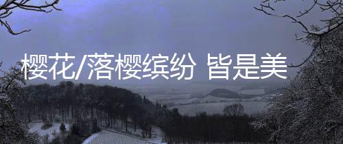 落樱花开花落皆是缤纷美景