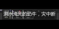 洪水淹死的奶牛，灾中断裂的生计