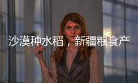 沙漠种水稻，新疆粮食产量赶超江西辽宁，背后是一场惊天巨变