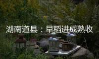 湖南道县：早稻进成熟收割季