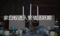 家白蚁进入繁殖活跃期 
，这些预防灭杀建议请收好→