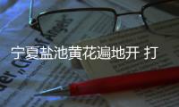 宁夏盐池黄花遍地开 打造黄花菜产业链条
、拓展农户增收渠道