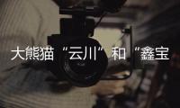 大熊猫“云川”和“鑫宝”将赴美，期限10年