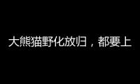 大熊猫野化放归，都要上啥“培训课”？