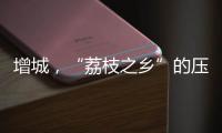 增城，“荔枝之乡”的压力与未来